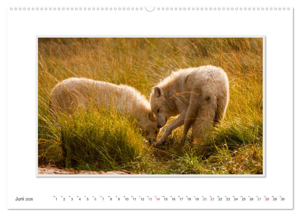 Emotionale Momente: Polarwölfe. / CH-Version (CALVENDO Premium Wandkalender 2026)