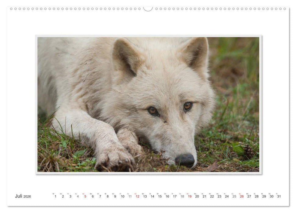 Emotionale Momente: Polarwölfe. / CH-Version (CALVENDO Premium Wandkalender 2026)