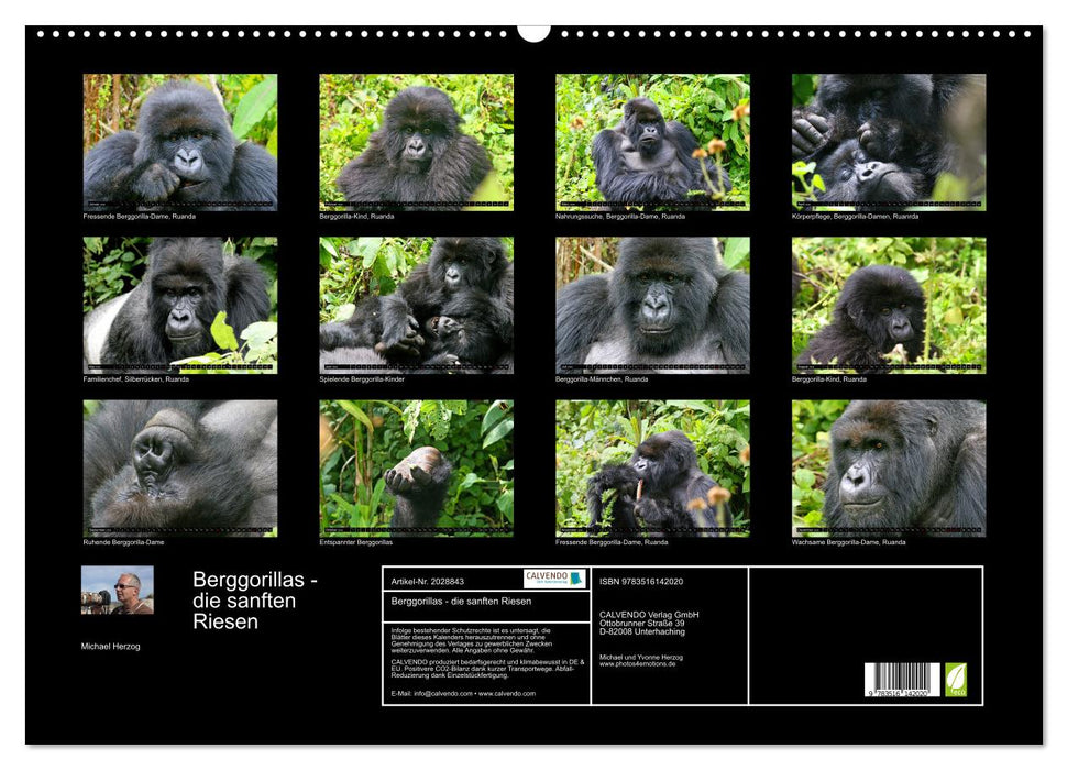 Berggorillas - die sanften Riesen (CALVENDO Wandkalender 2026)