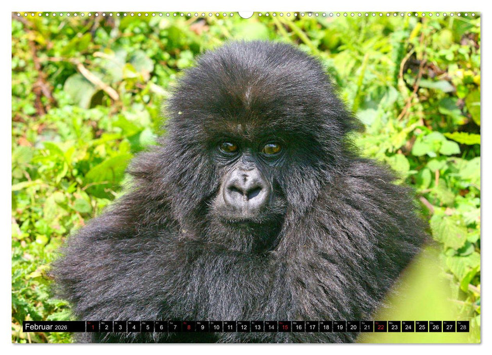 Berggorillas - die sanften Riesen (CALVENDO Wandkalender 2026)