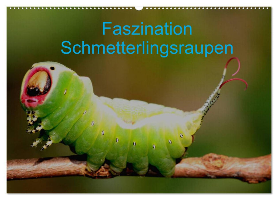 Faszination Schmetterlingsraupen (CALVENDO Wandkalender 2026)