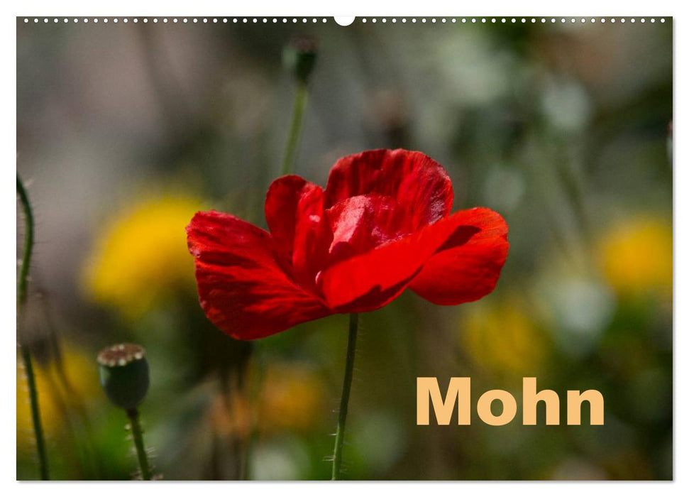 Mohn (CALVENDO Wandkalender 2026)