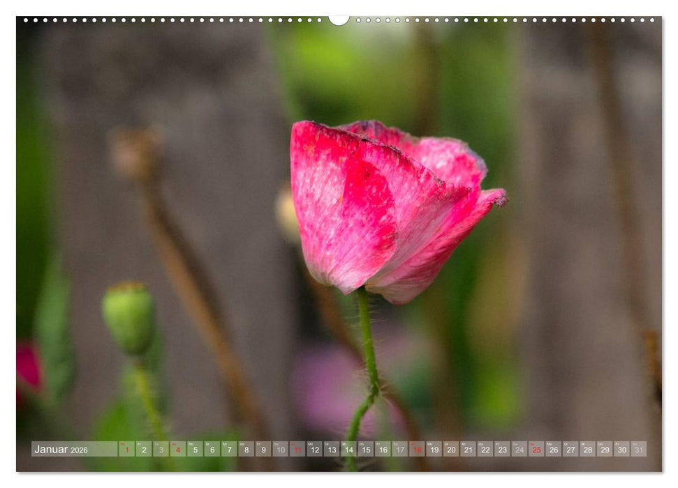 Mohn (CALVENDO Wandkalender 2026)