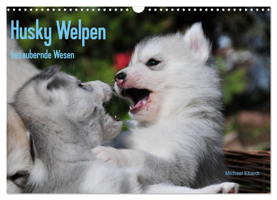 Husky Welpen (CALVENDO Wandkalender 2026)