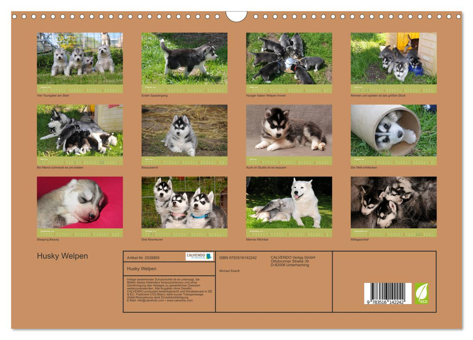 Husky Welpen (CALVENDO Wandkalender 2026)
