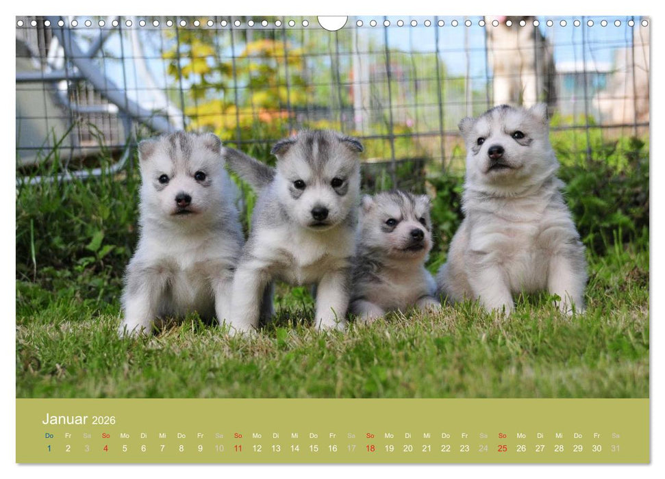 Husky Welpen (CALVENDO Wandkalender 2026)