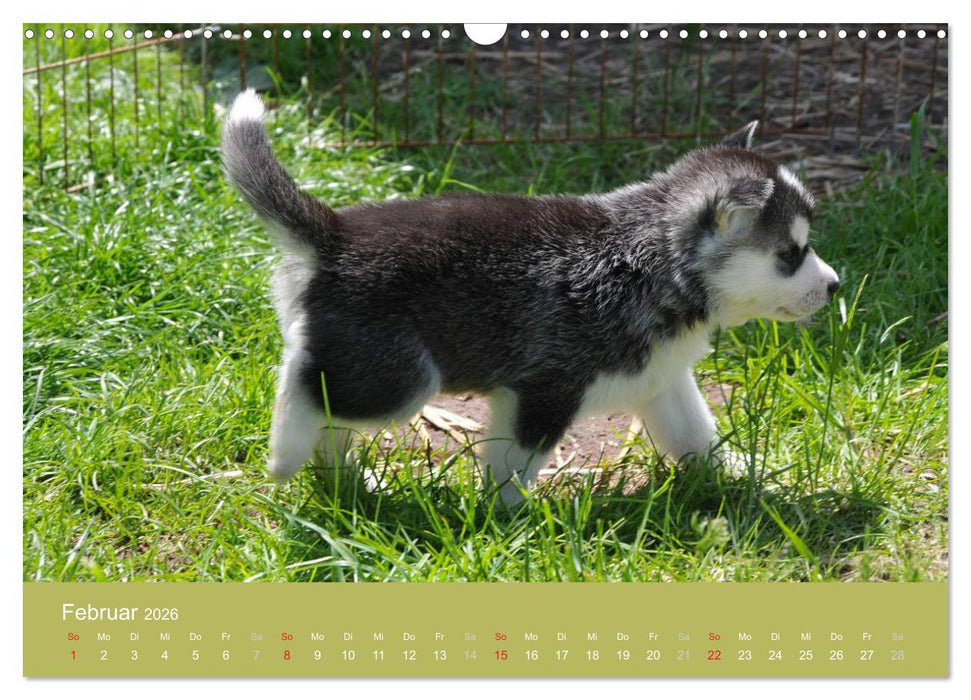 Husky Welpen (CALVENDO Wandkalender 2026)