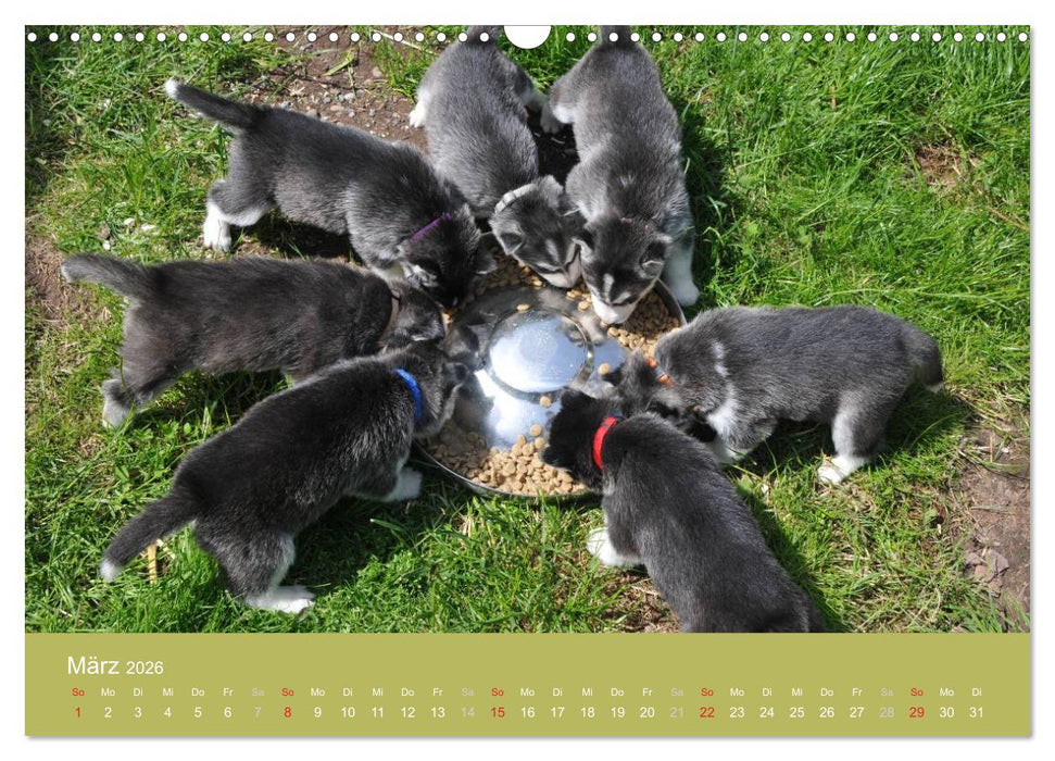 Husky Welpen (CALVENDO Wandkalender 2026)
