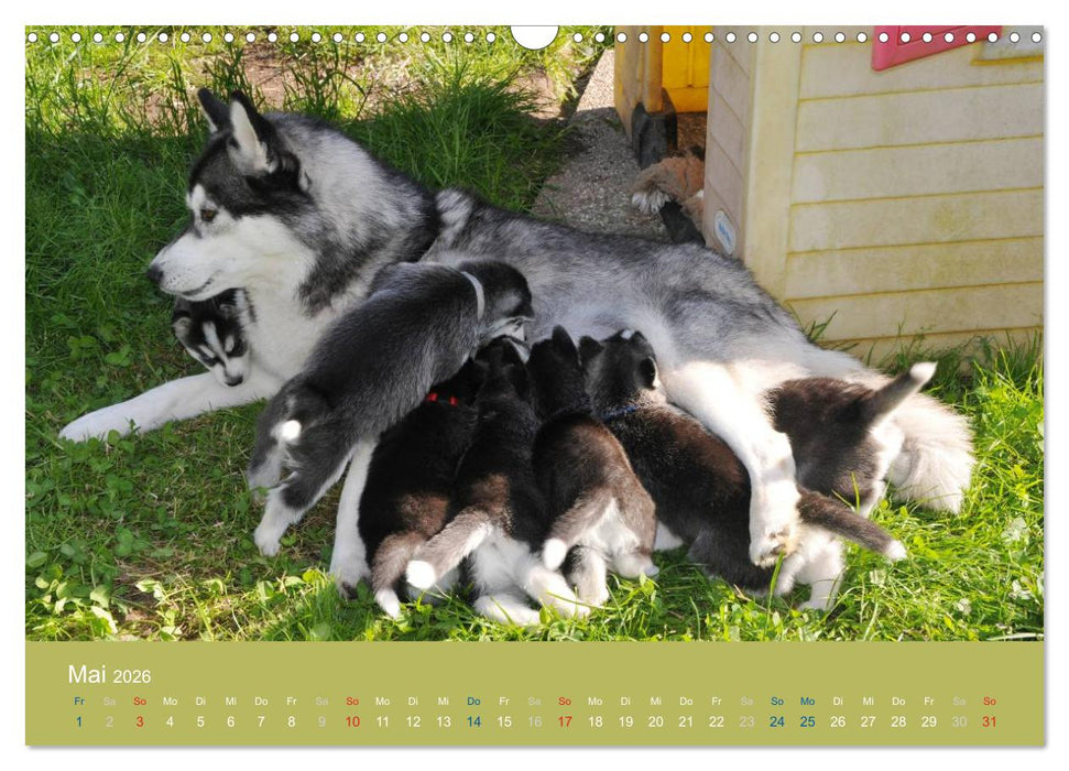 Husky Welpen (CALVENDO Wandkalender 2026)