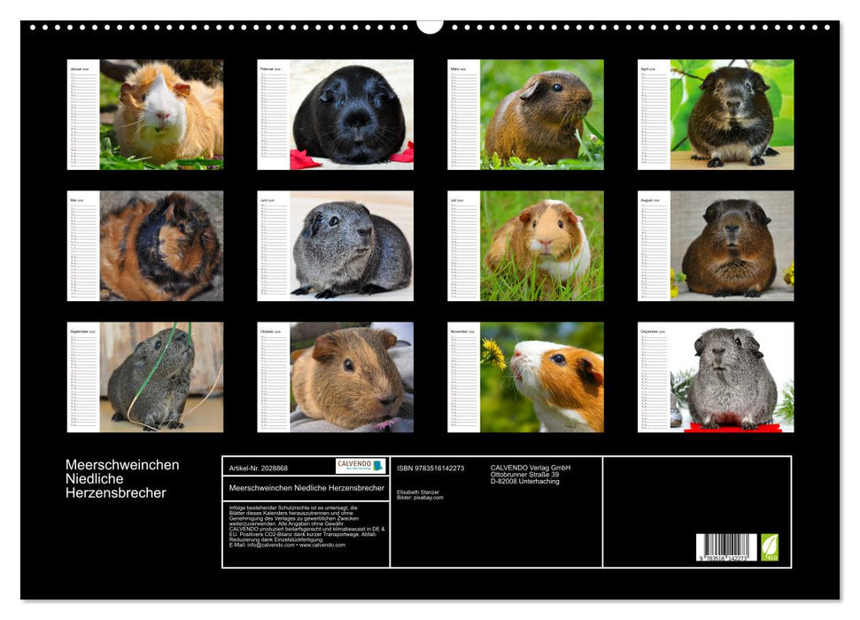 Meerschweinchen Niedliche Herzensbrecher (CALVENDO Wandkalender 2026)