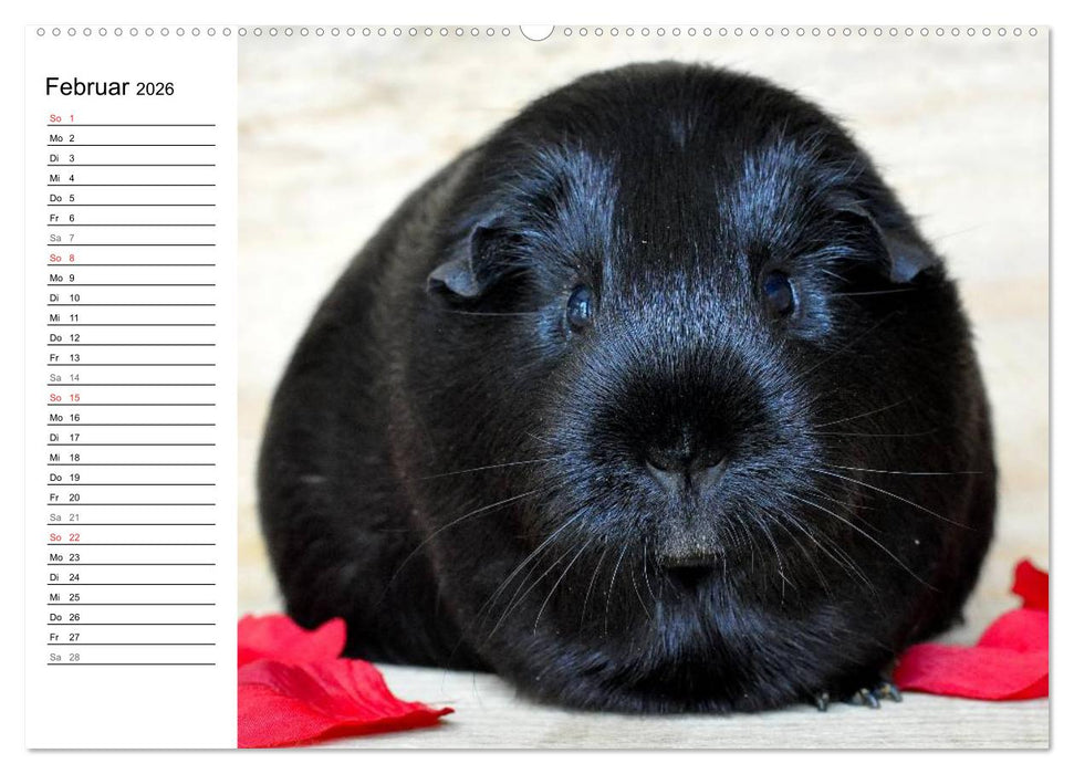 Meerschweinchen Niedliche Herzensbrecher (CALVENDO Wandkalender 2026)