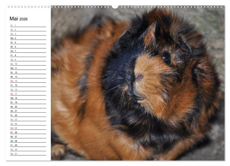 Meerschweinchen Niedliche Herzensbrecher (CALVENDO Wandkalender 2026)
