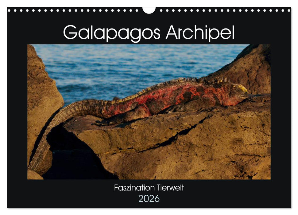 Galapagos Archipel- Faszination Tierwelt (CALVENDO Wandkalender 2026)