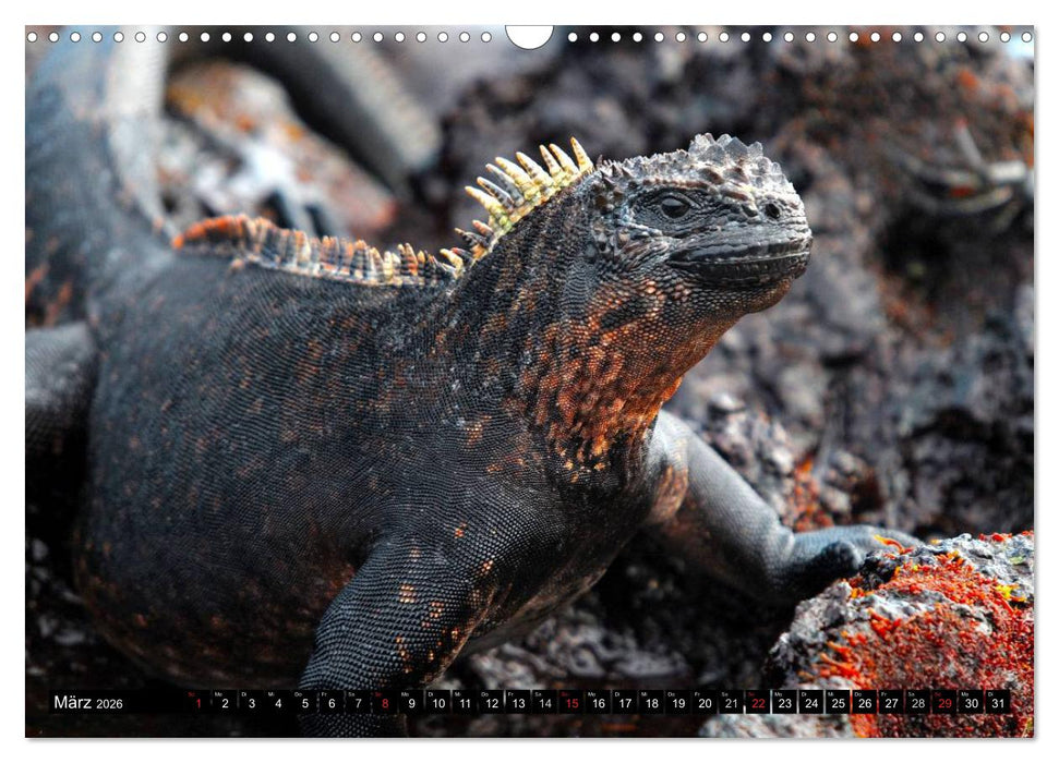 Galapagos Archipel- Faszination Tierwelt (CALVENDO Wandkalender 2026)