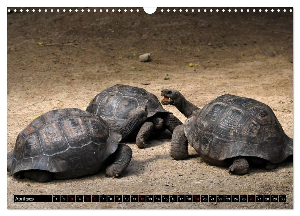 Galapagos Archipel- Faszination Tierwelt (CALVENDO Wandkalender 2026)