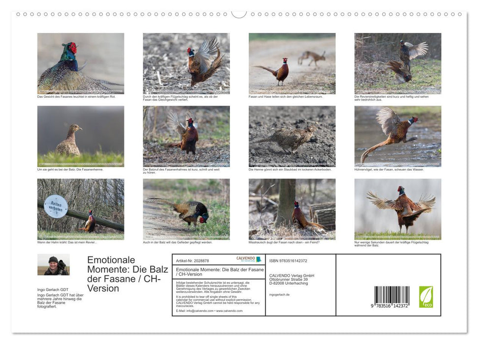 Emotionale Momente: Die Balz der Fasane / CH-Version (CALVENDO Premium Wandkalender 2026)