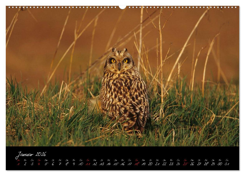 Heimische Eulen und Greife (CALVENDO Wandkalender 2026)