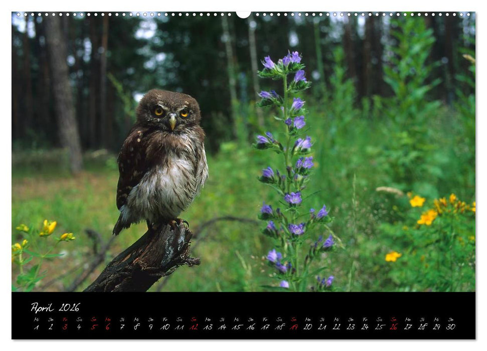 Heimische Eulen und Greife (CALVENDO Wandkalender 2026)