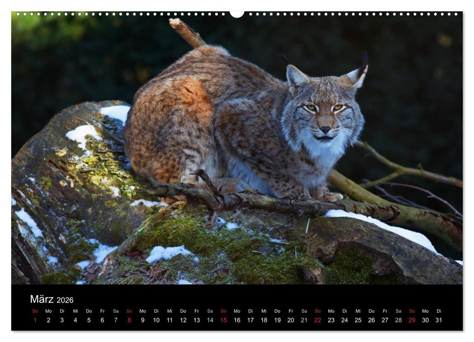 Der Luchs (CALVENDO Premium Wandkalender 2026)