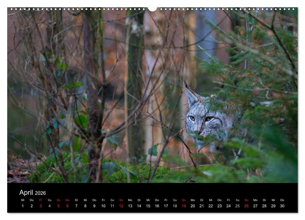 Der Luchs (CALVENDO Premium Wandkalender 2026)