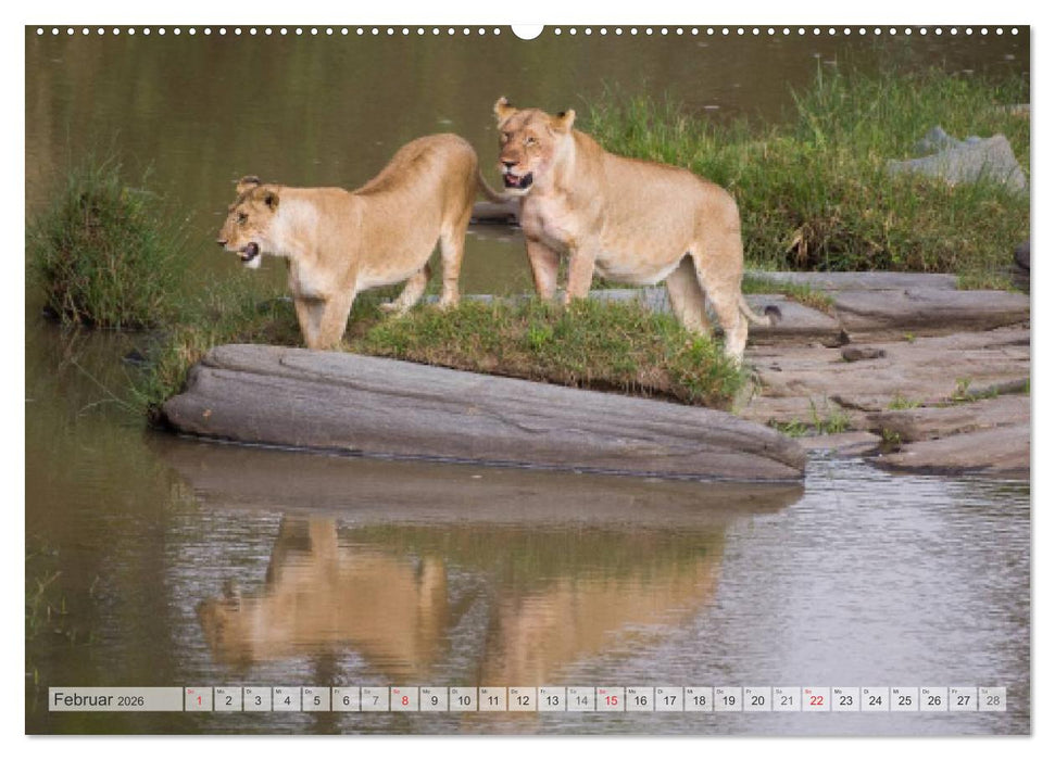 Emotionale Momente: Afrika Wildlife Part 2 / CH-Version (CALVENDO Premium Wandkalender 2026)