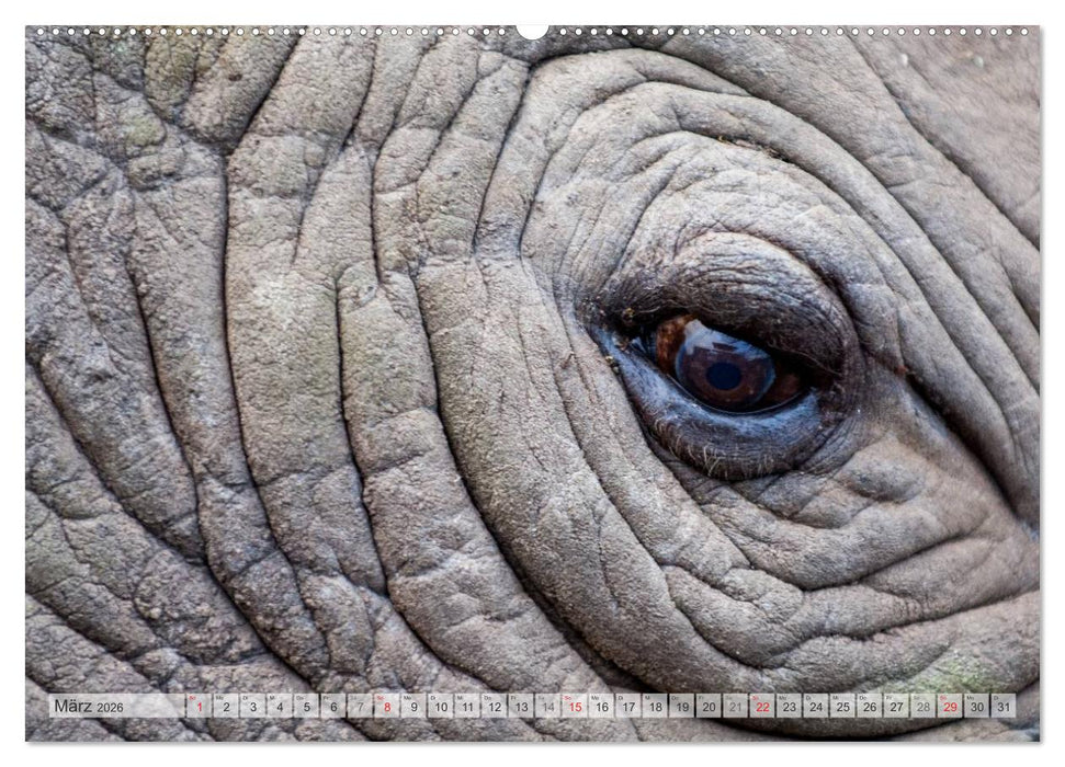 Emotionale Momente: Afrika Wildlife Part 2 / CH-Version (CALVENDO Premium Wandkalender 2026)