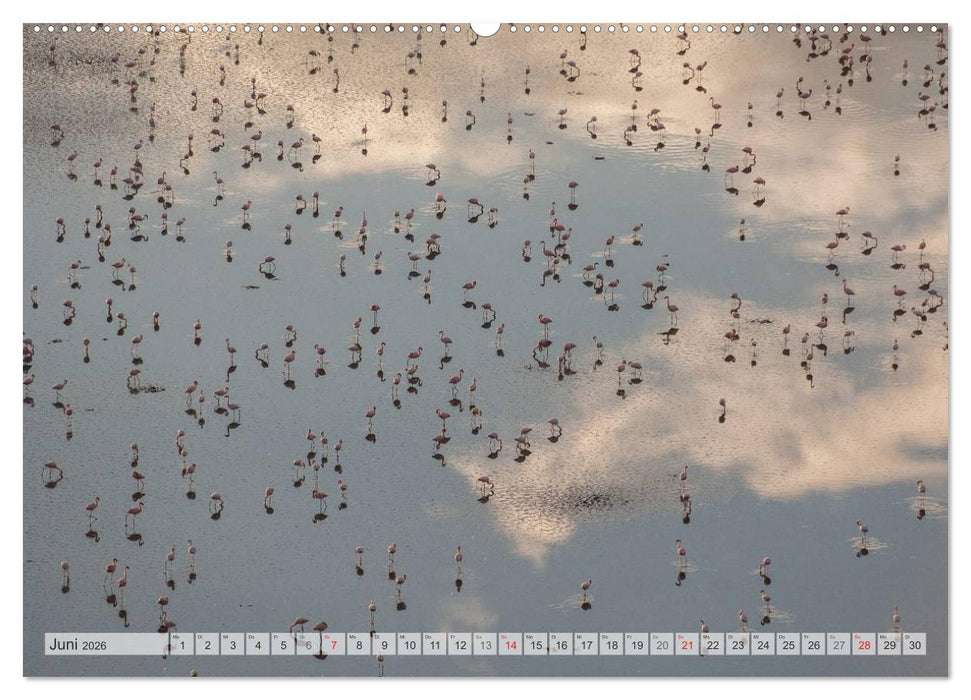 Emotionale Momente: Afrika Wildlife Part 2 / CH-Version (CALVENDO Premium Wandkalender 2026)