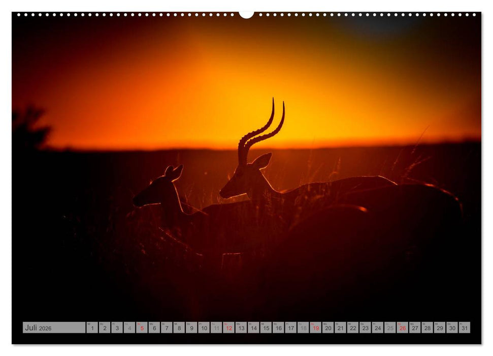 Emotionale Momente: Afrika Wildlife Part 2 / CH-Version (CALVENDO Premium Wandkalender 2026)