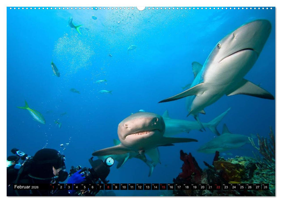 Haie. Erfolgreiche und schnelle Jäger (CALVENDO Wandkalender 2026)