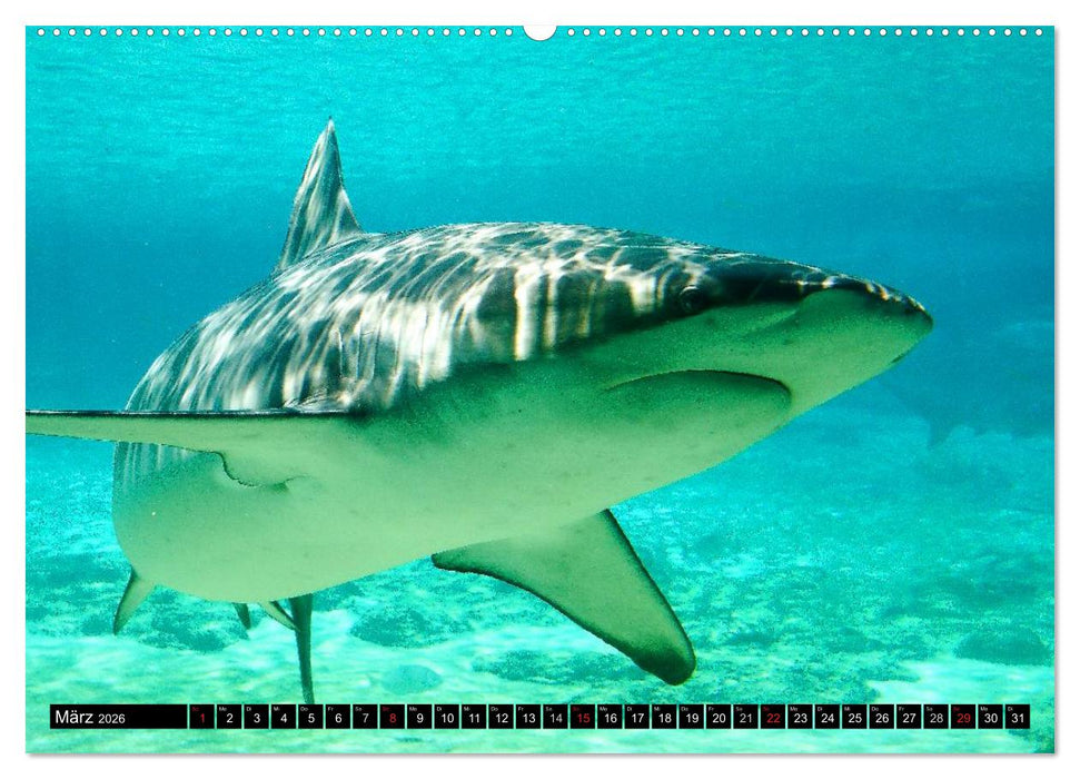 Haie. Erfolgreiche und schnelle Jäger (CALVENDO Wandkalender 2026)
