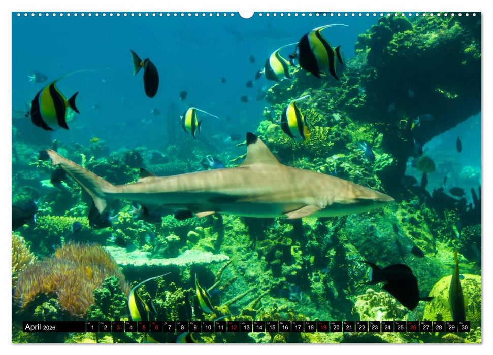 Haie. Erfolgreiche und schnelle Jäger (CALVENDO Wandkalender 2026)
