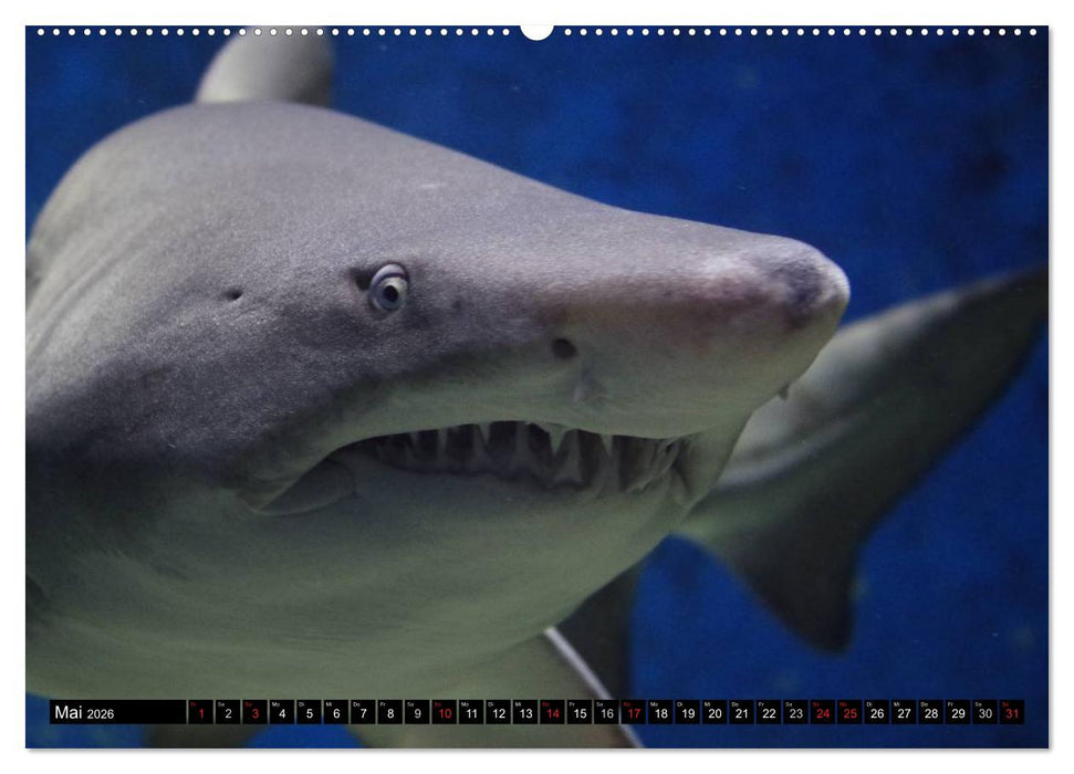 Haie. Erfolgreiche und schnelle Jäger (CALVENDO Wandkalender 2026)