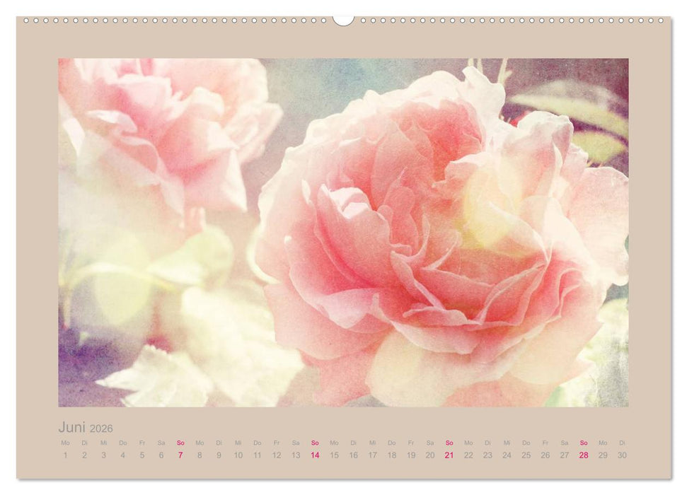 Romantische Rosen (CALVENDO Premium Wandkalender 2026)