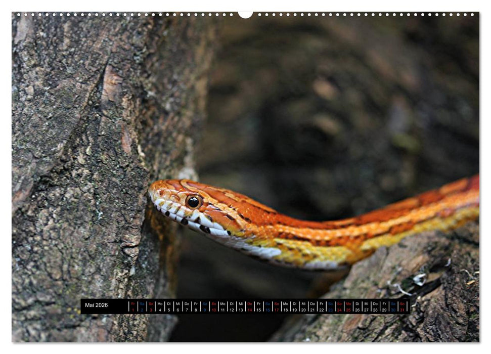 Exoten-Kalender (CALVENDO Wandkalender 2026)