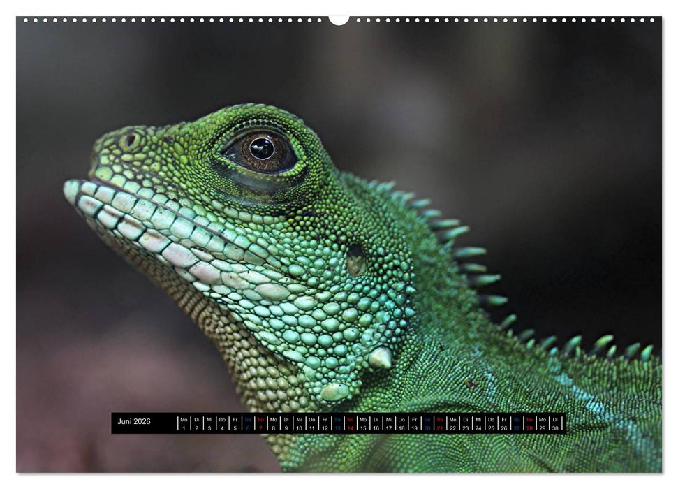 Exoten-Kalender (CALVENDO Wandkalender 2026)