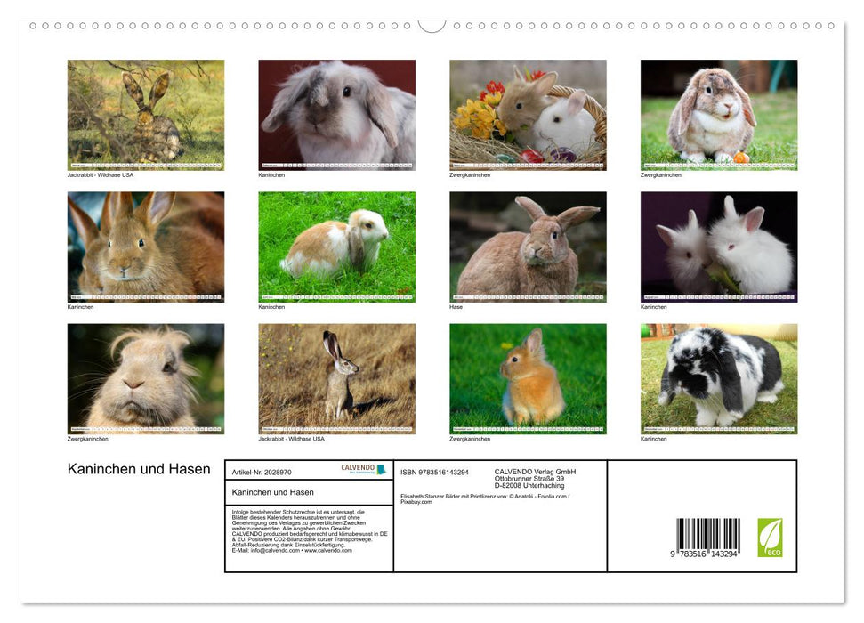Kaninchen und Hasen (CALVENDO Premium Wandkalender 2026)