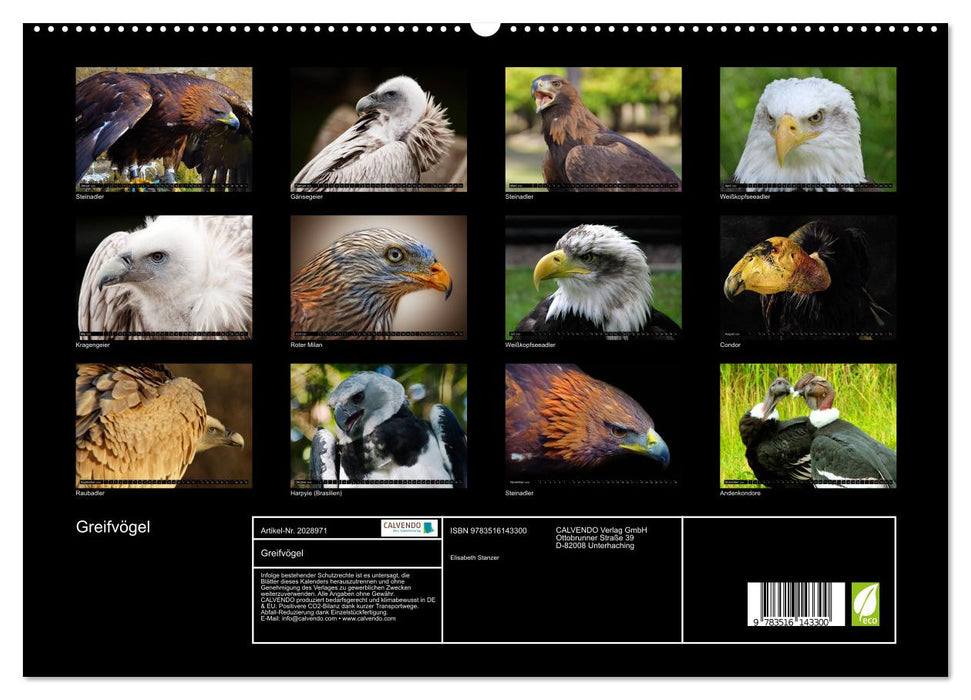 Greifvögel (CALVENDO Premium Wandkalender 2026)
