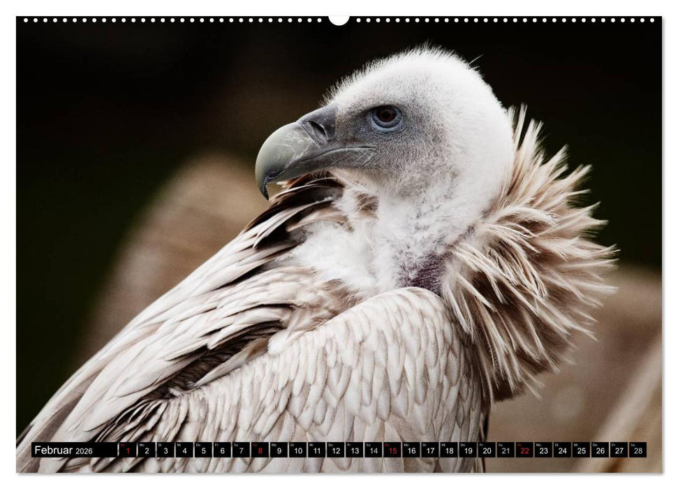 Greifvögel (CALVENDO Premium Wandkalender 2026)