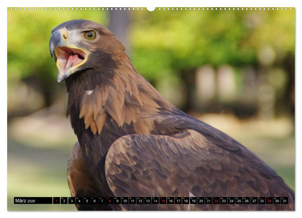 Greifvögel (CALVENDO Premium Wandkalender 2026)