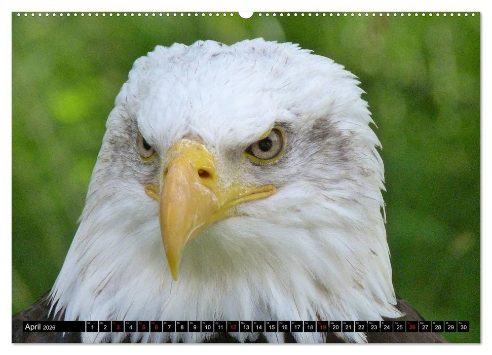 Greifvögel (CALVENDO Premium Wandkalender 2026)