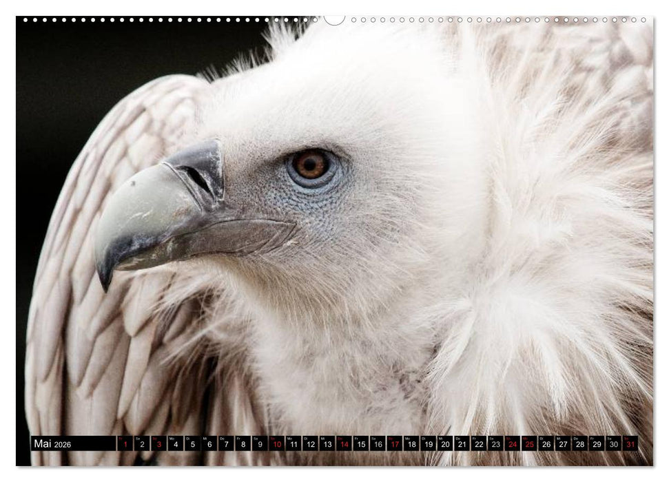 Greifvögel (CALVENDO Premium Wandkalender 2026)