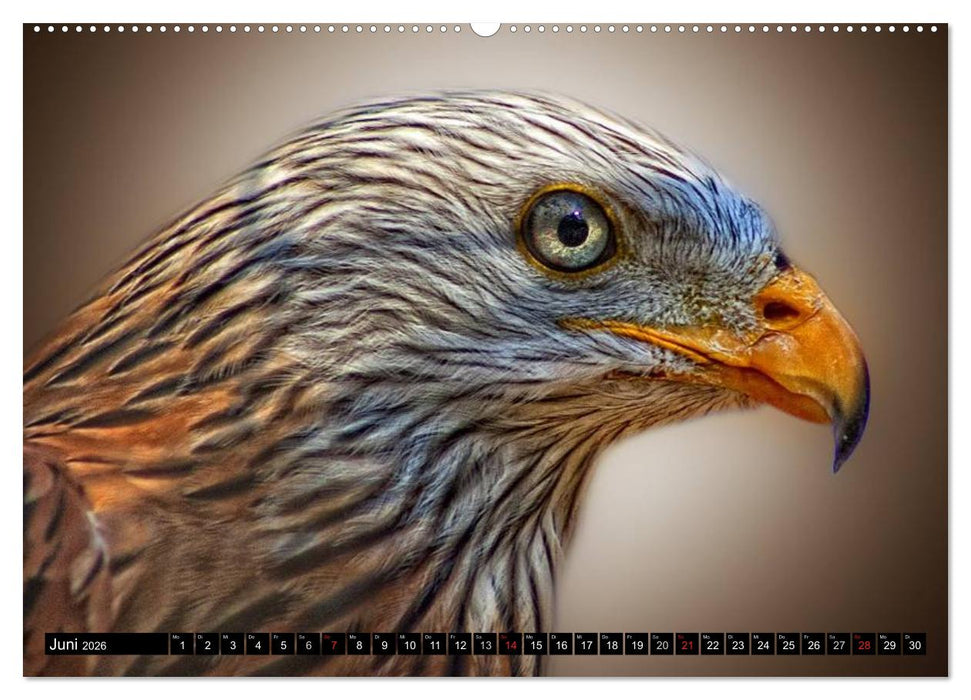 Greifvögel (CALVENDO Premium Wandkalender 2026)