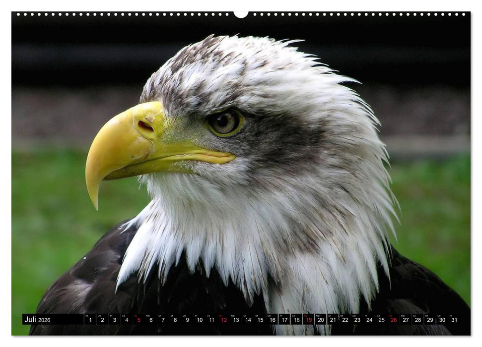 Greifvögel (CALVENDO Premium Wandkalender 2026)