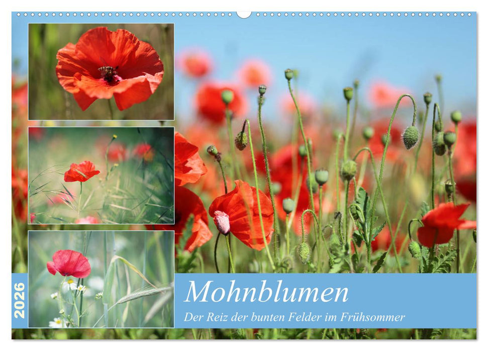 Mohnblumen (CALVENDO Wandkalender 2026)