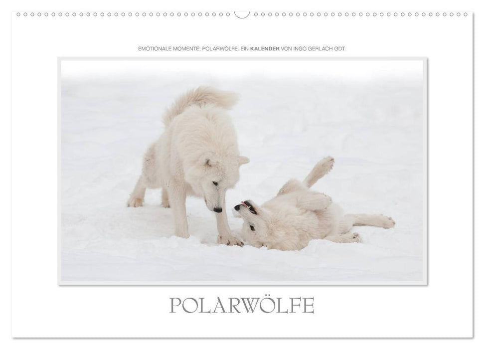 Emotionale Momente: Polarwölfe. / CH-Version (CALVENDO Wandkalender 2026)