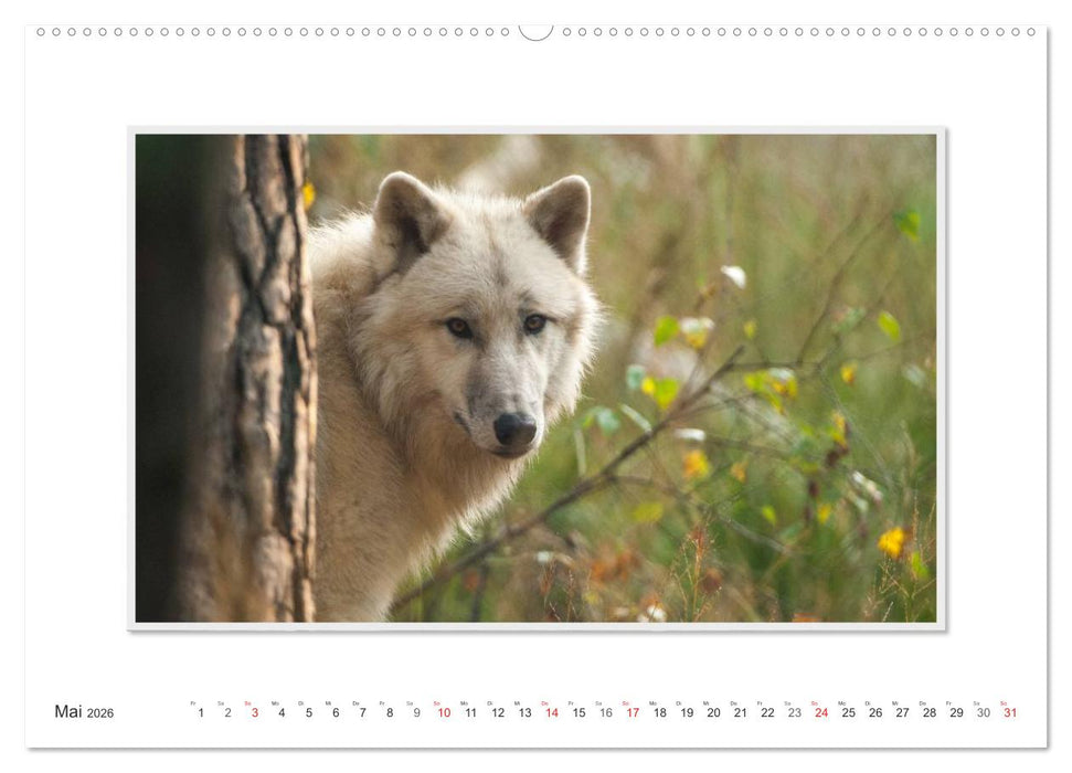 Emotionale Momente: Polarwölfe. / CH-Version (CALVENDO Wandkalender 2026)