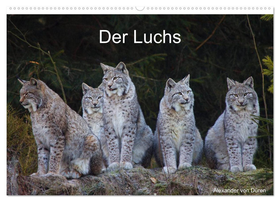 Der Luchs (CALVENDO Wandkalender 2026)