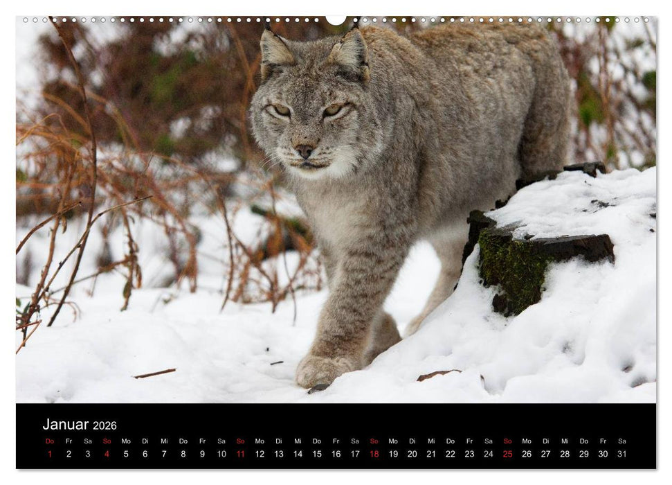 Der Luchs (CALVENDO Wandkalender 2026)