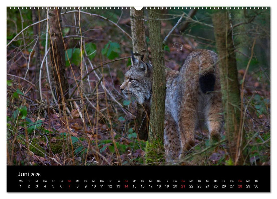 Der Luchs (CALVENDO Wandkalender 2026)