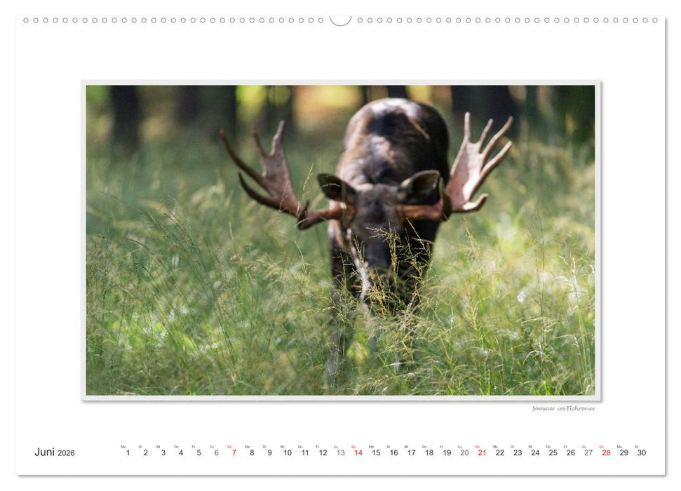 Emotionale Momente: Europäischer Elch. / CH-Version (CALVENDO Wandkalender 2026)